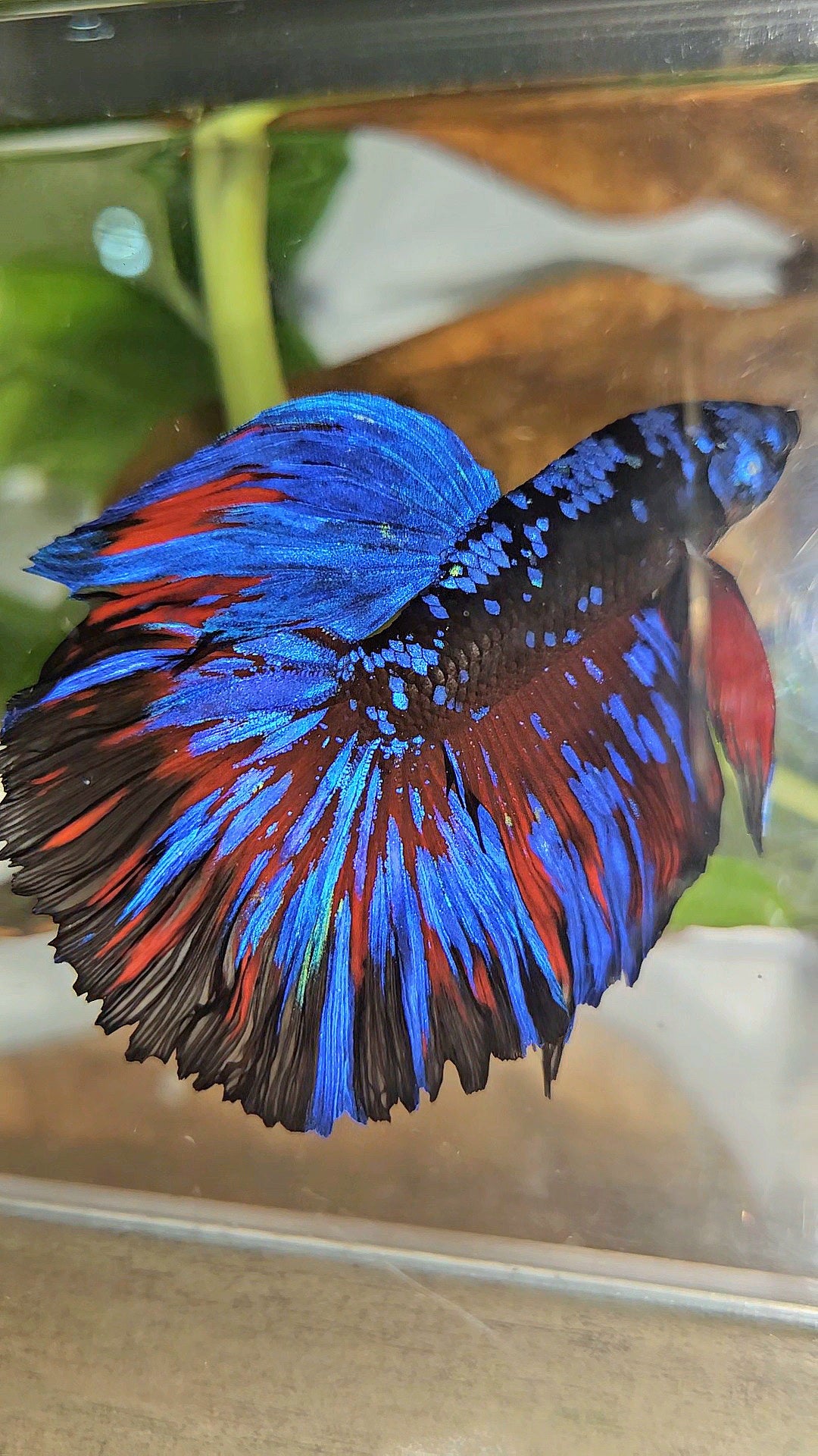 HALFMOON ROSETAIL BLACK GALAXY BLUE AVATAR RED SPLASH BETTA FISH