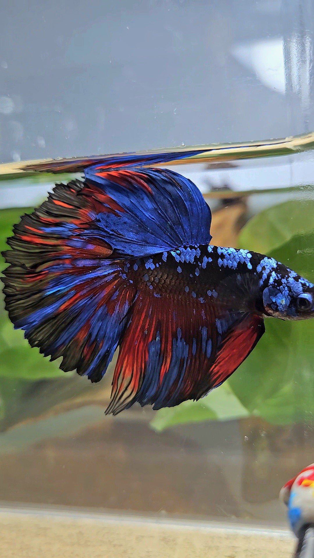HALFMOON ROSETAIL BLACK GALAXY BLUE AVATAR RED SPLASH BETTA FISH