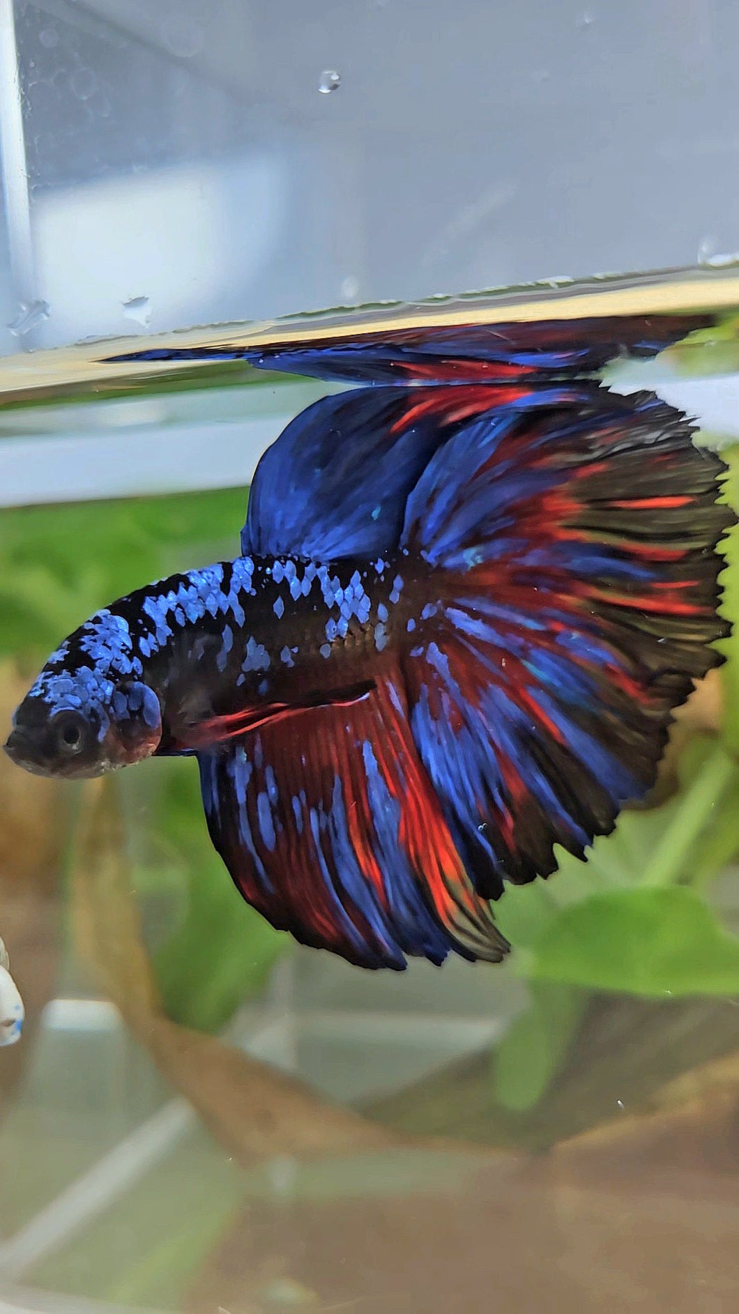 HALFMOON ROSETAIL BLACK GALAXY BLUE AVATAR RED SPLASH BETTA FISH