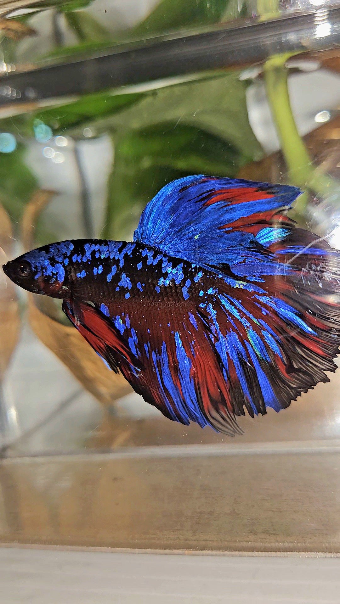 HALFMOON ROSETAIL BLACK GALAXY BLUE AVATAR RED SPLASH BETTA FISH