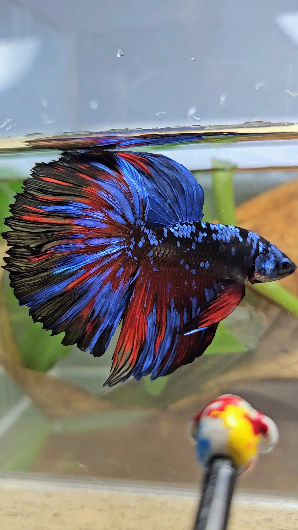 HALFMOON ROSETAIL BLACK GALAXY BLUE AVATAR RED SPLASH BETTA FISH