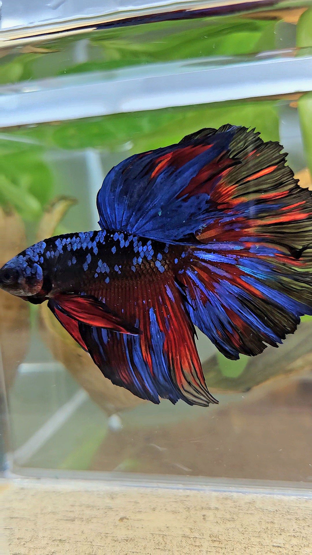 HALFMOON ROSETAIL BLACK GALAXY BLUE AVATAR RED SPLASH BETTA FISH