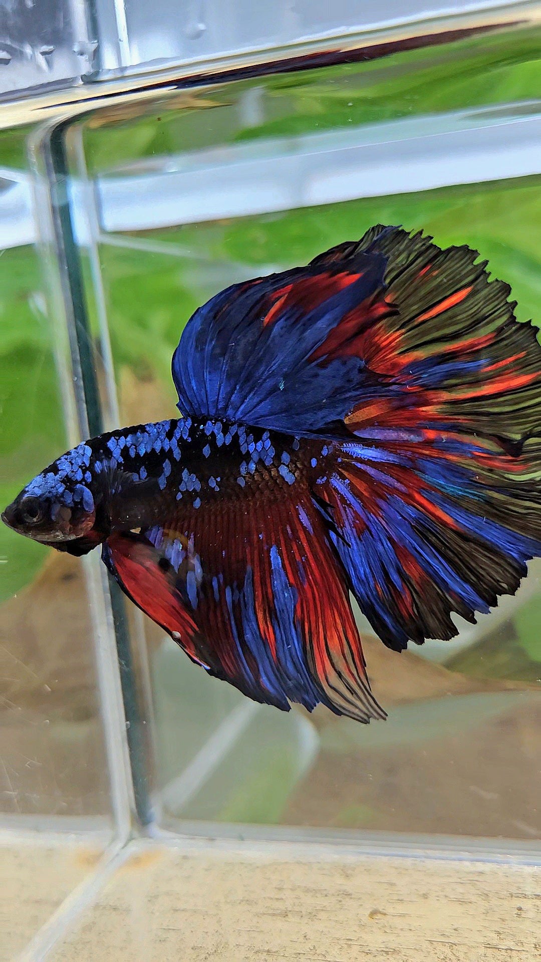HALFMOON ROSETAIL BLACK GALAXY BLUE AVATAR RED SPLASH BETTA FISH