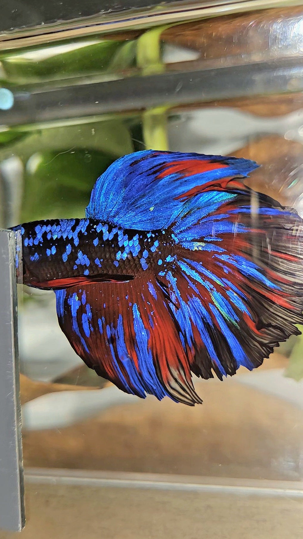 HALFMOON ROSETAIL BLACK GALAXY BLUE AVATAR RED SPLASH BETTA FISH