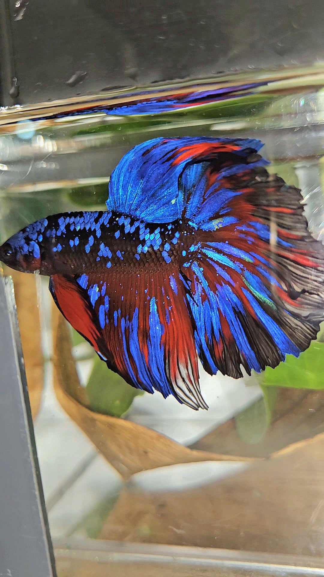 HALFMOON ROSETAIL BLACK GALAXY BLUE AVATAR RED SPLASH BETTA FISH