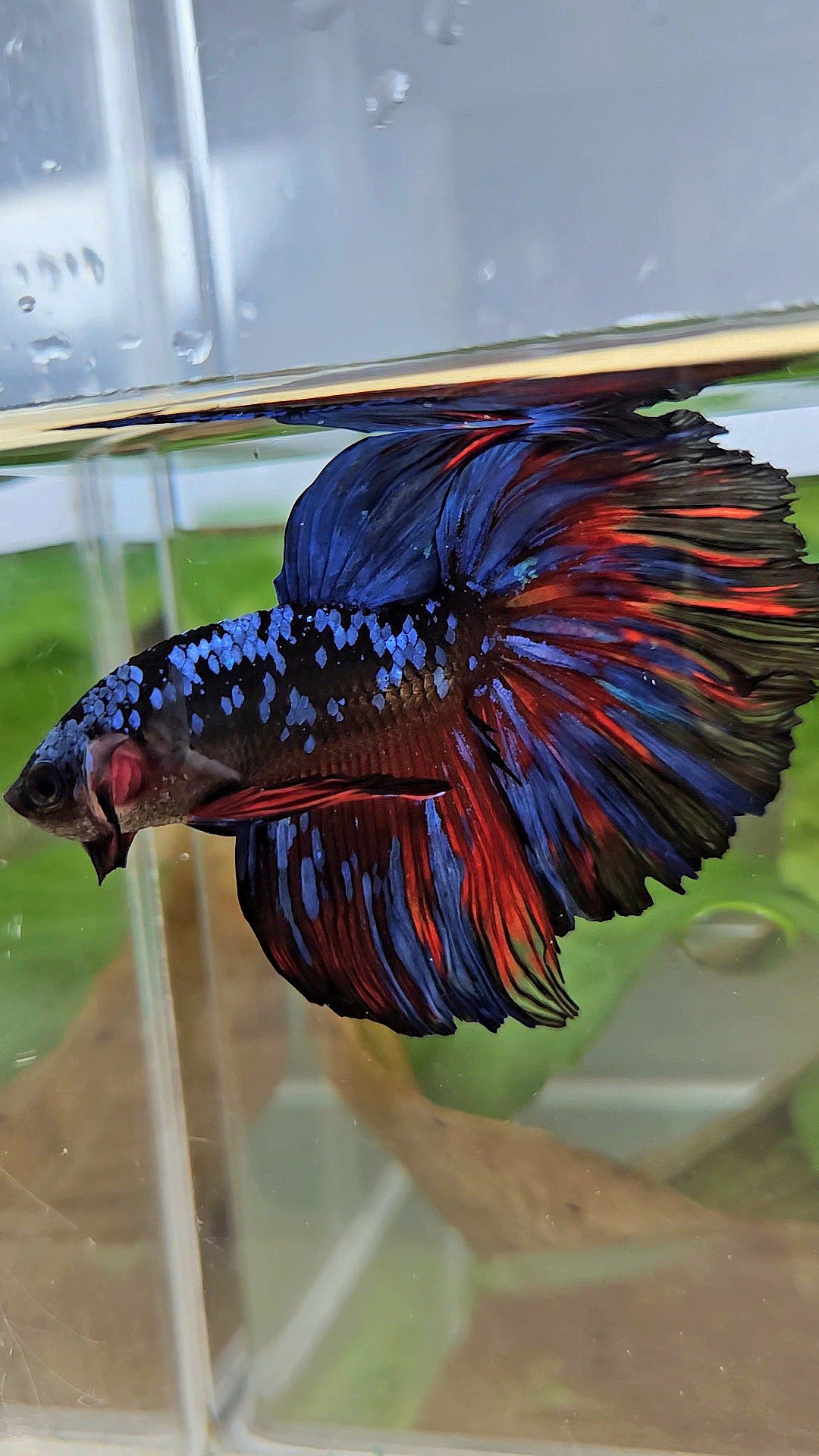 HALFMOON ROSETAIL BLACK GALAXY BLUE AVATAR RED SPLASH BETTA FISH