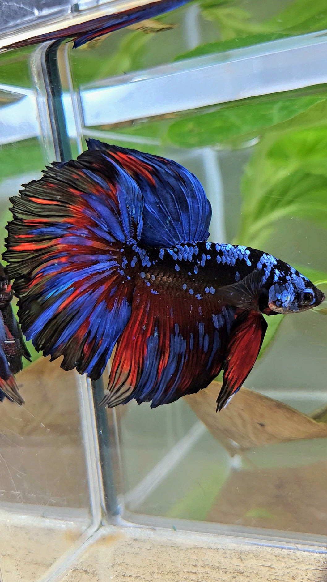 HALFMOON ROSETAIL BLACK GALAXY BLUE AVATAR RED SPLASH BETTA FISH