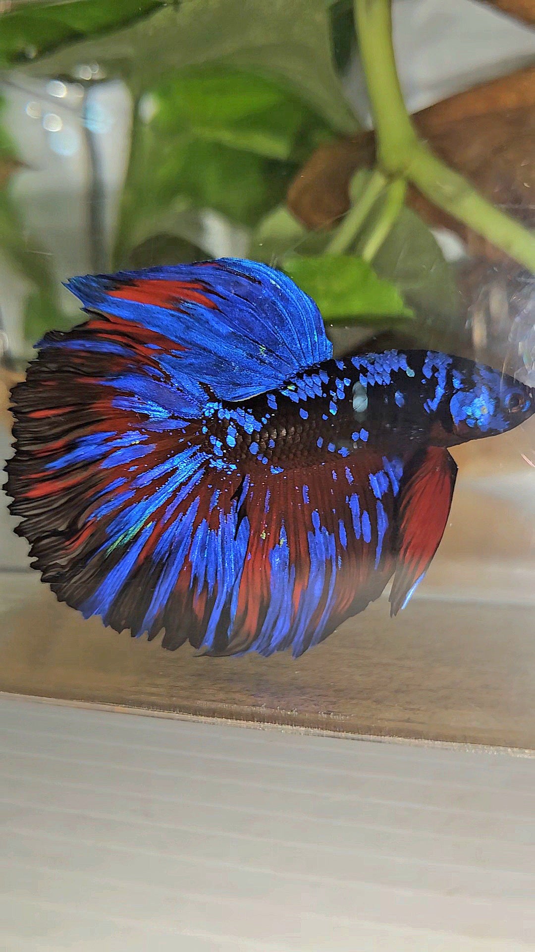 HALFMOON ROSETAIL BLACK GALAXY BLUE AVATAR RED SPLASH BETTA FISH