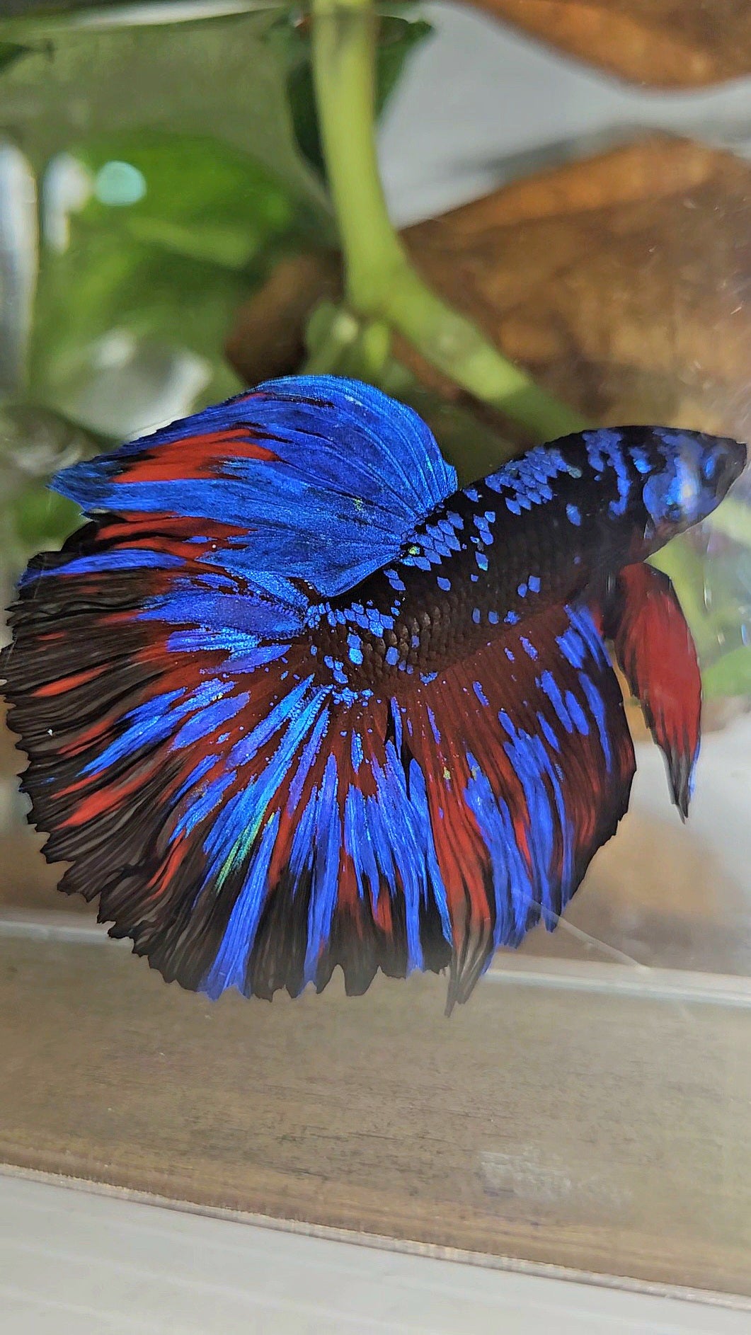 HALFMOON ROSETAIL BLACK GALAXY BLUE AVATAR RED SPLASH BETTA FISH