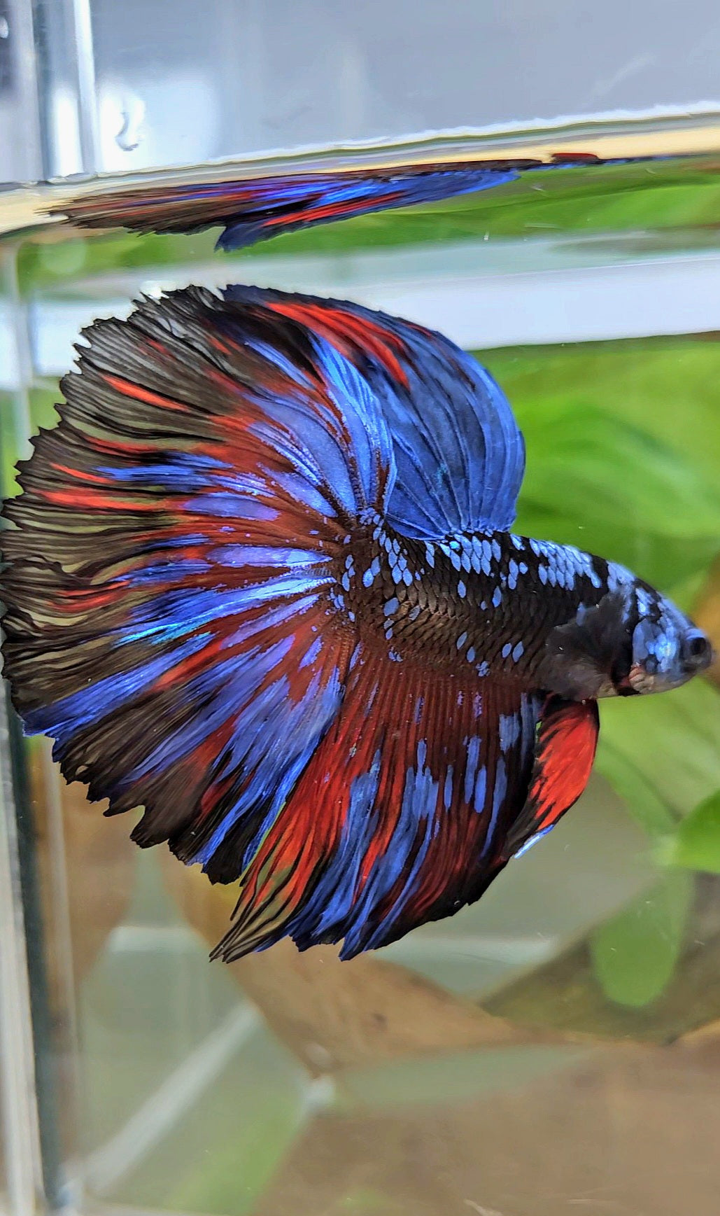 HALFMOON ROSETAIL BLACK GALAXY BLUE AVATAR RED SPLASH BETTA FISH