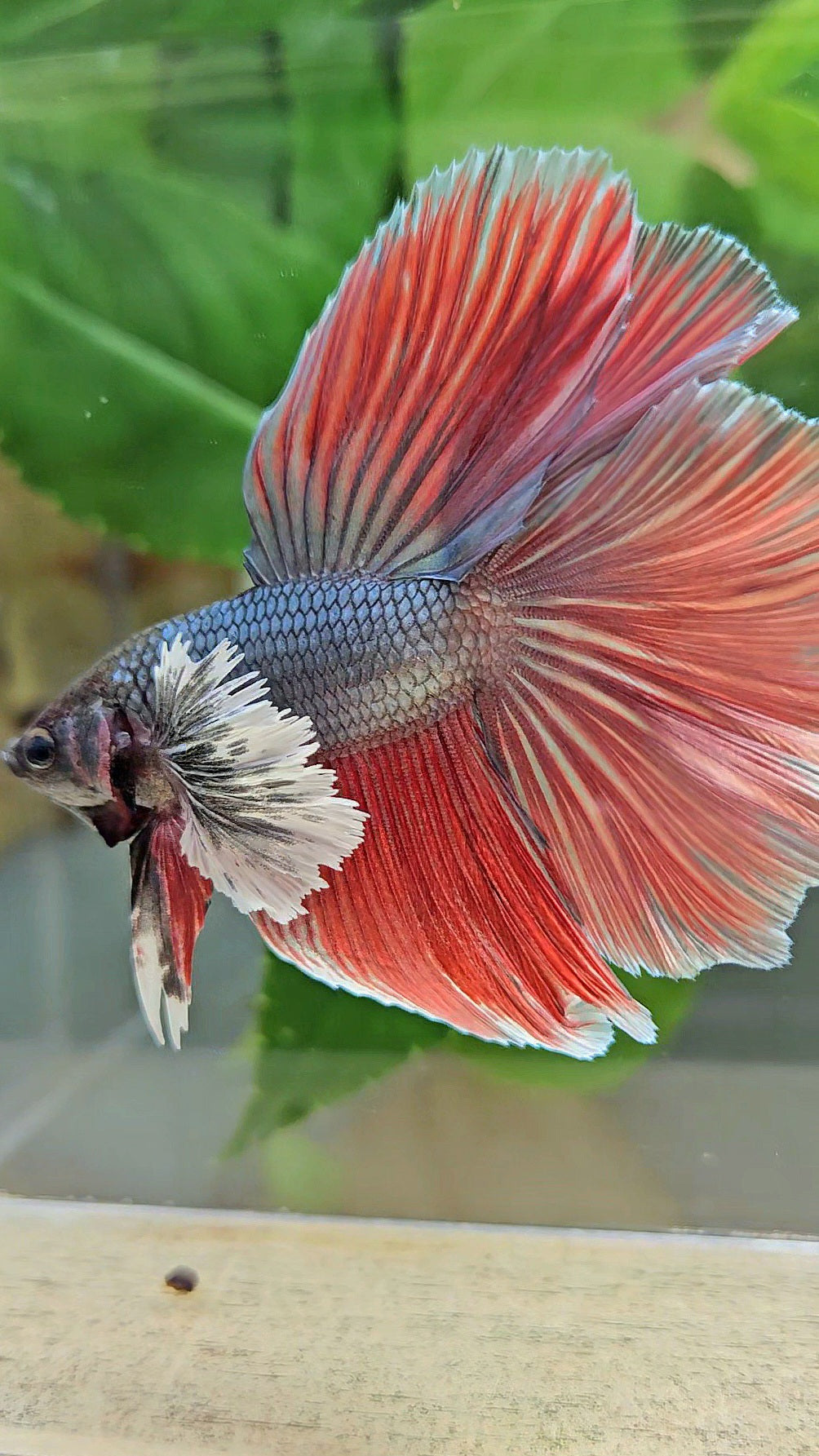 HALFMOON DOUBLE TAIL DUMBO EAR COPPER RED BETTA FISH