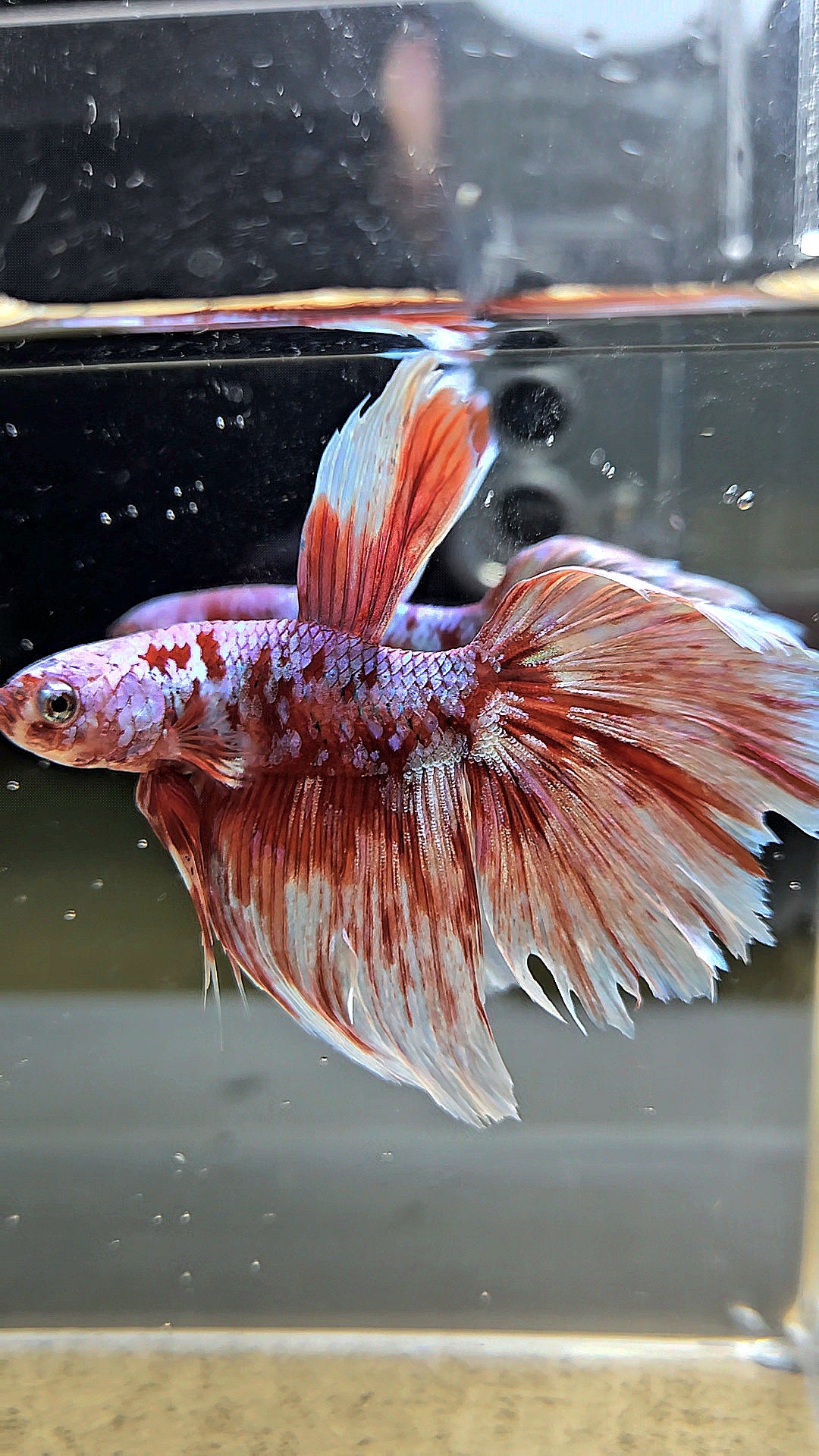 HALFMOON RED WHITE GALAXY BARONGSAI BETTA FISH