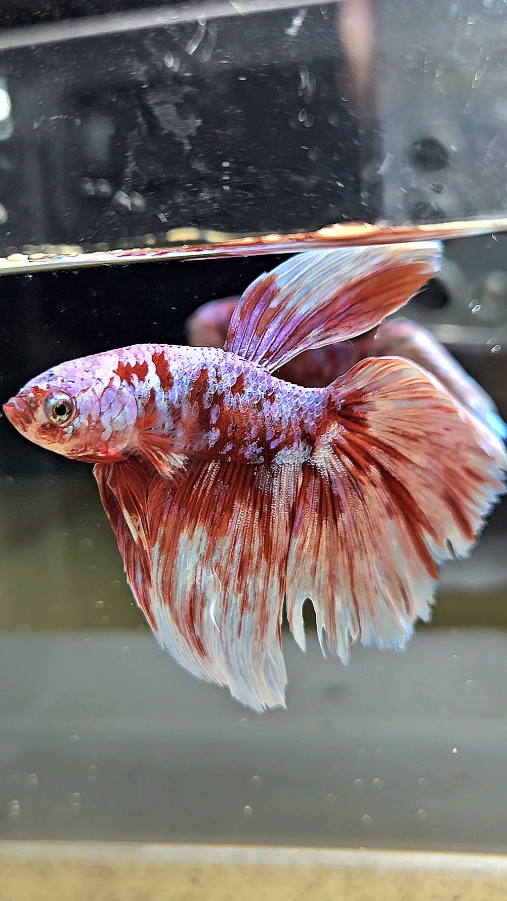 HALFMOON RED WHITE GALAXY BARONGSAI BETTA FISH