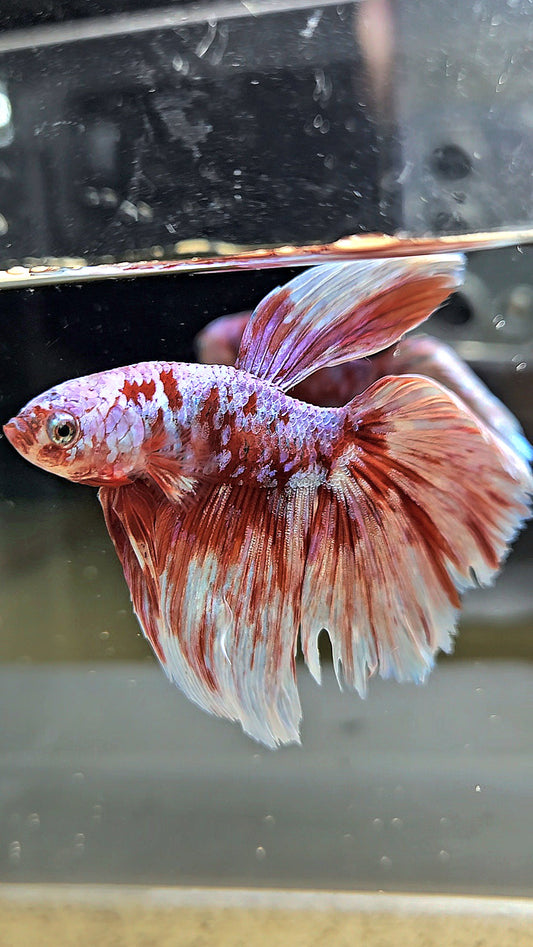 HALFMOON RED WHITE GALAXY BARONGSAI BETTA FISH