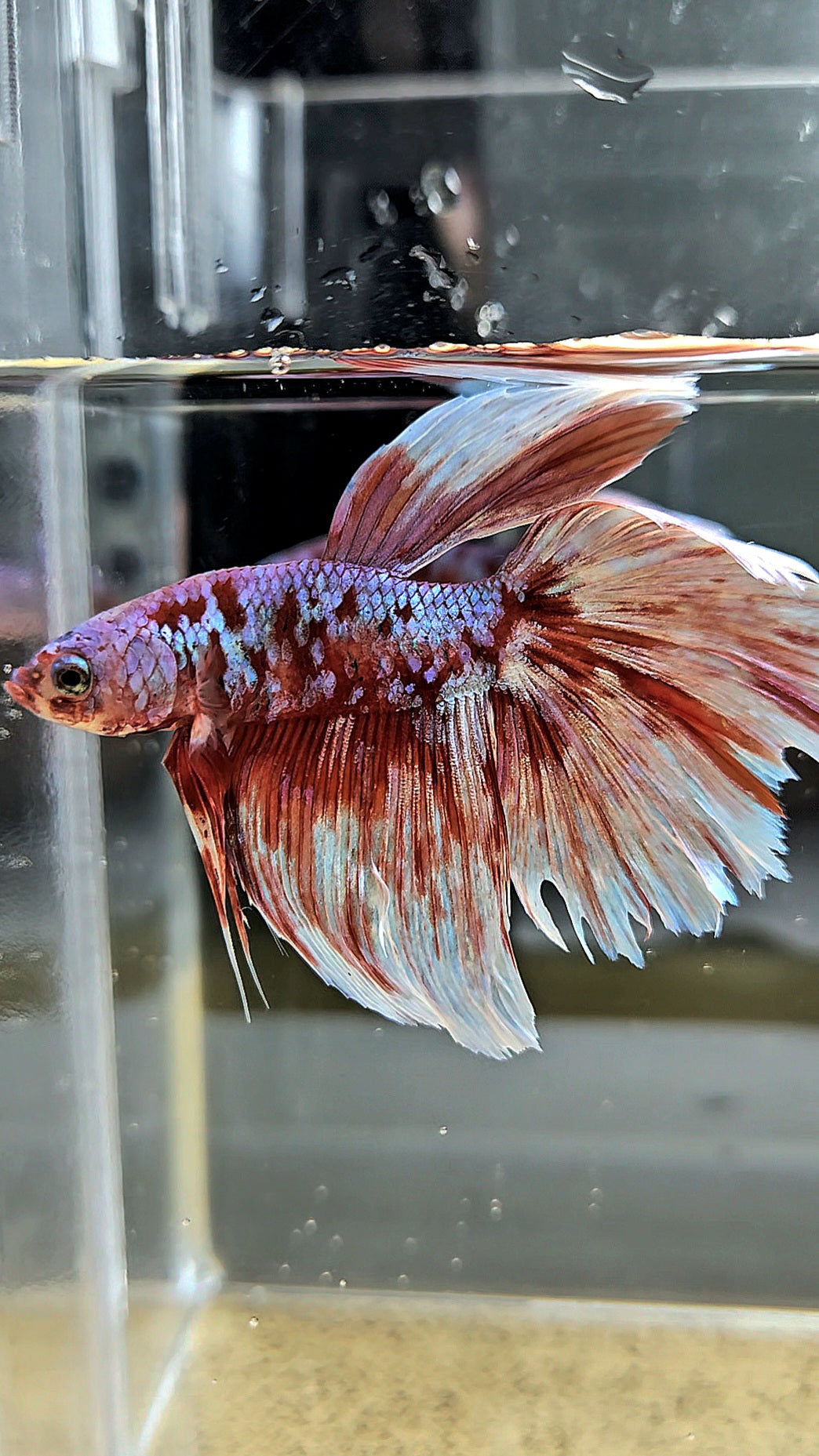 HALFMOON RED WHITE GALAXY BARONGSAI BETTA FISH