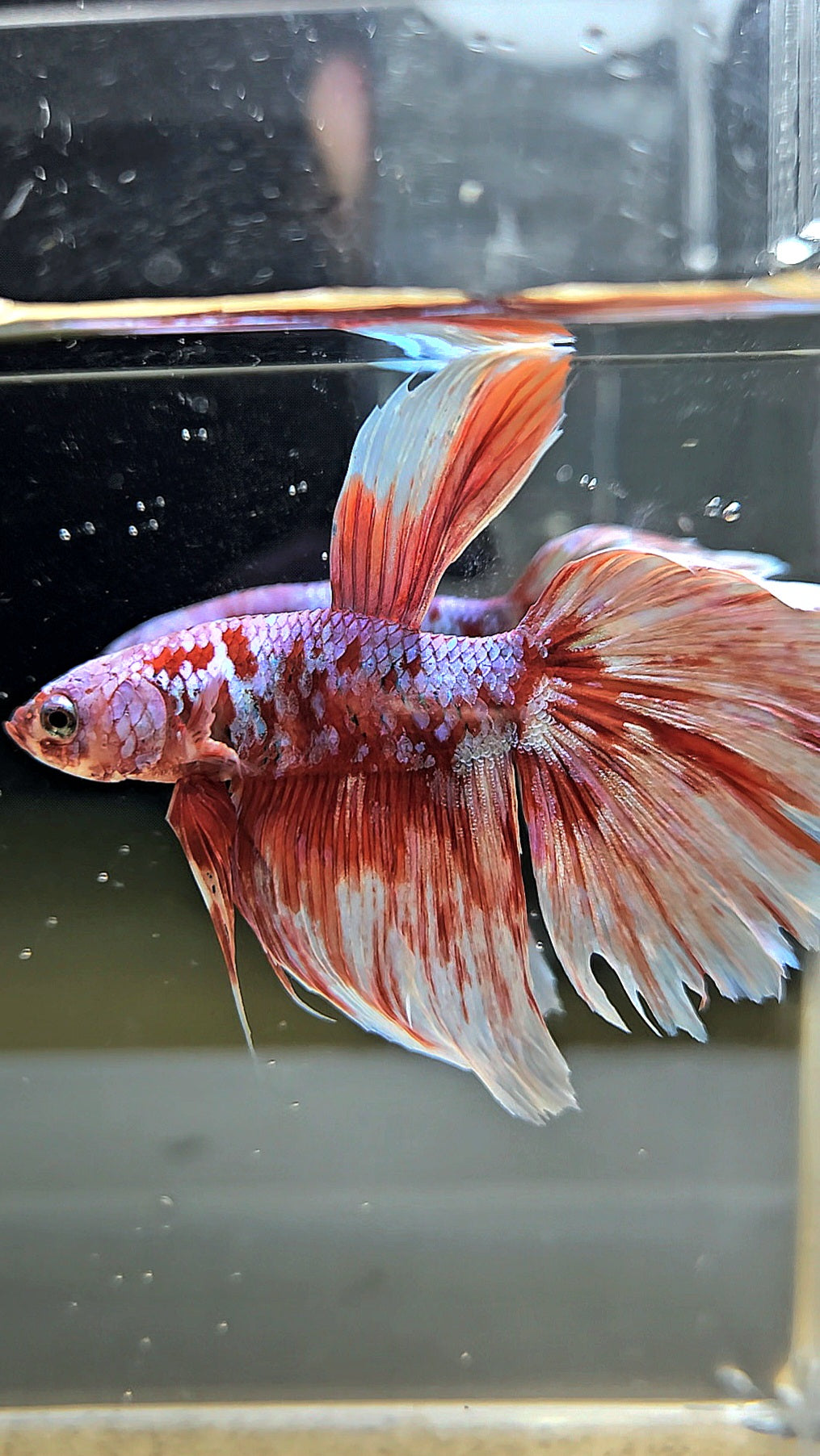 HALFMOON RED WHITE GALAXY BARONGSAI BETTA FISH
