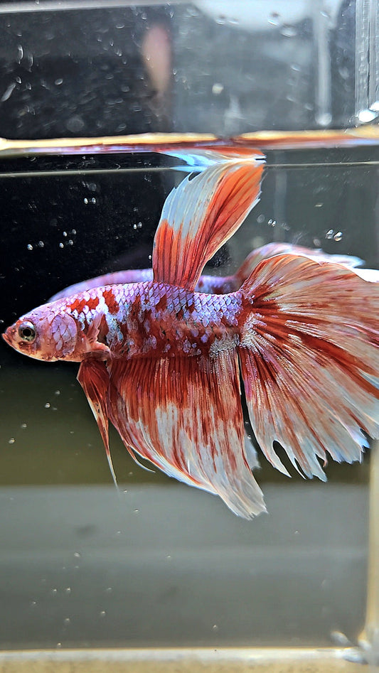 HALFMOON RED WHITE GALAXY BARONGSAI BETTA FISH
