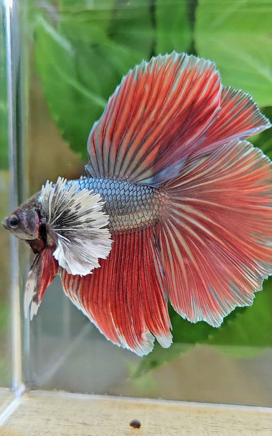 HALFMOON DOUBLE TAIL DUMBO EAR COPPER RED BETTA FISH