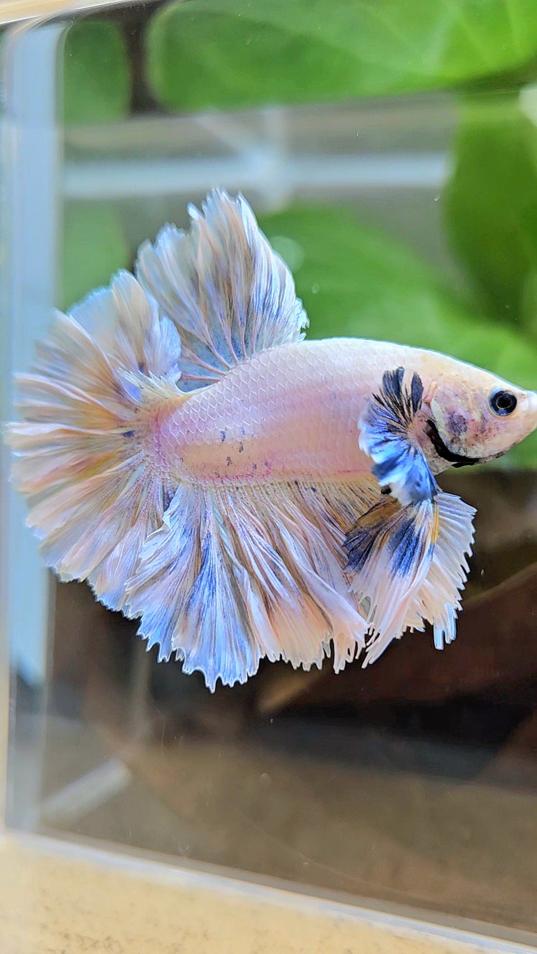 KING FEATHER TAIL HALFMOON BIG EAR WHITE YELLOW PEACH BETTA FISH