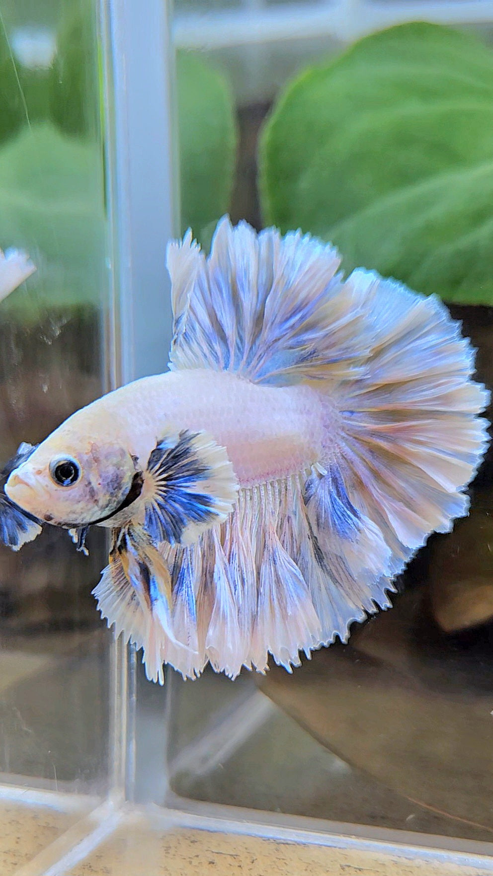 KING FEATHER TAIL HALFMOON BIG EAR WHITE YELLOW PEACH BETTA FISH