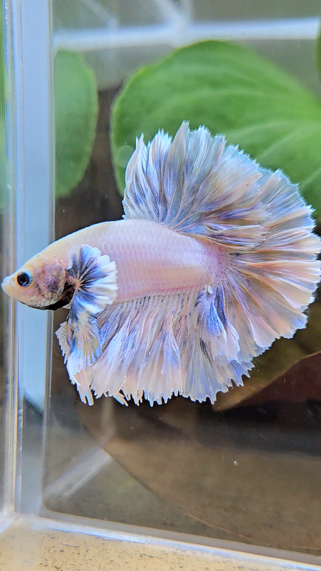 KING FEATHER TAIL HALFMOON BIG EAR WHITE YELLOW PEACH BETTA FISH