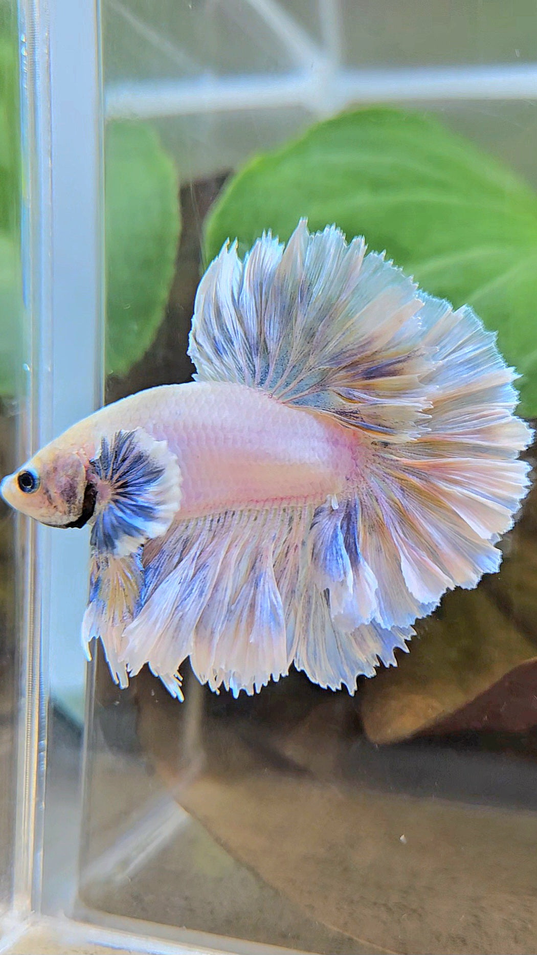 KING FEATHER TAIL HALFMOON BIG EAR WHITE YELLOW PEACH BETTA FISH