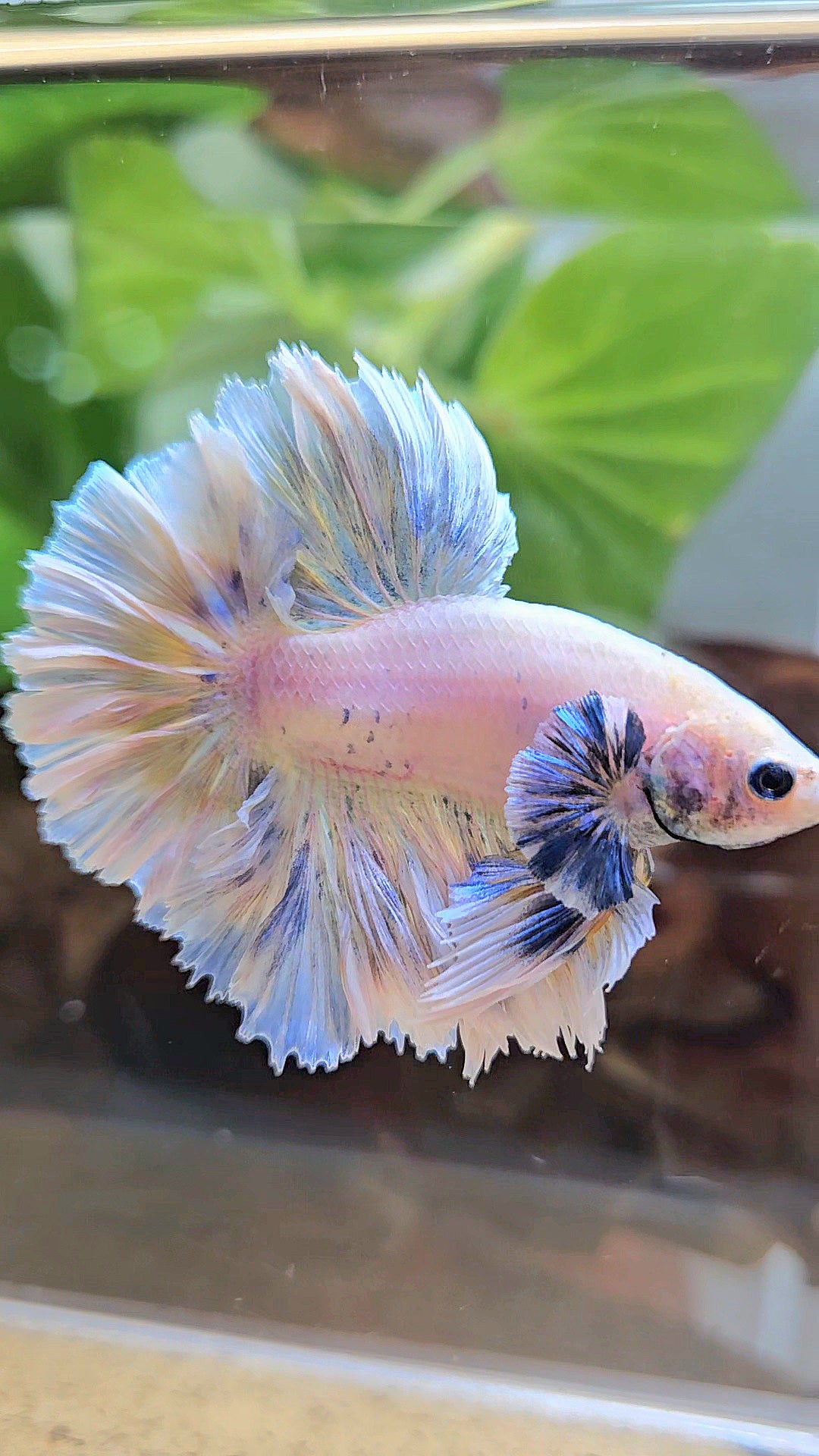 KING FEATHER TAIL HALFMOON BIG EAR WHITE YELLOW PEACH BETTA FISH
