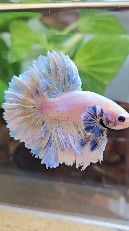KING FEATHER TAIL HALFMOON BIG EAR WHITE YELLOW PEACH BETTA FISH