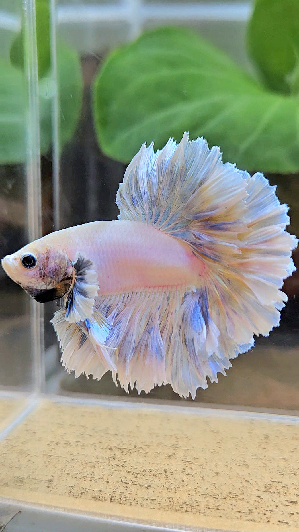 KING FEATHER TAIL HALFMOON BIG EAR WHITE YELLOW PEACH BETTA FISH