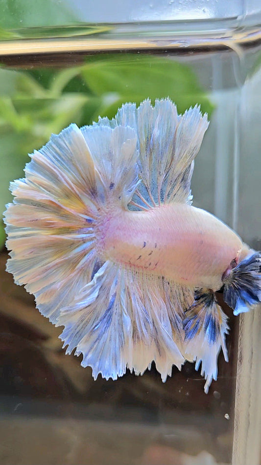 KING FEATHER TAIL HALFMOON BIG EAR WHITE YELLOW PEACH BETTA FISH
