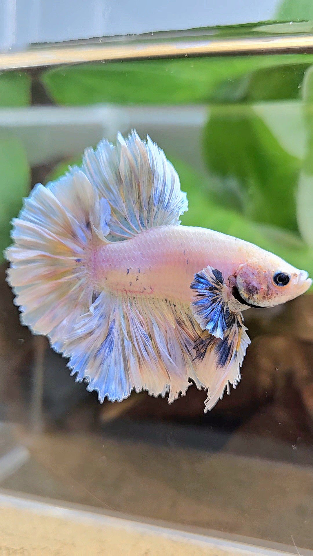 KING FEATHER TAIL HALFMOON BIG EAR WHITE YELLOW PEACH BETTA FISH