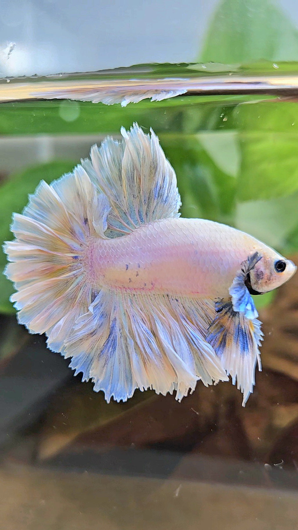 KING FEATHER TAIL HALFMOON BIG EAR WHITE YELLOW PEACH BETTA FISH