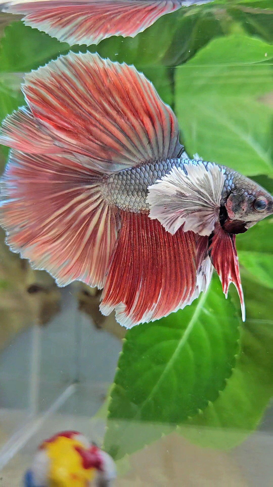 HALFMOON DOUBLE TAIL DUMBO EAR COPPER RED BETTA FISH