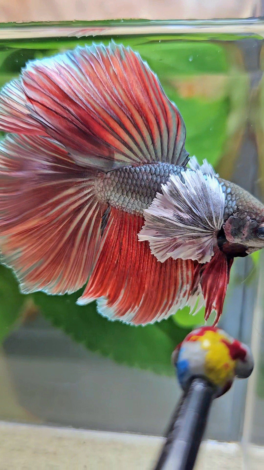 HALFMOON DOUBLE TAIL DUMBO EAR COPPER RED BETTA FISH