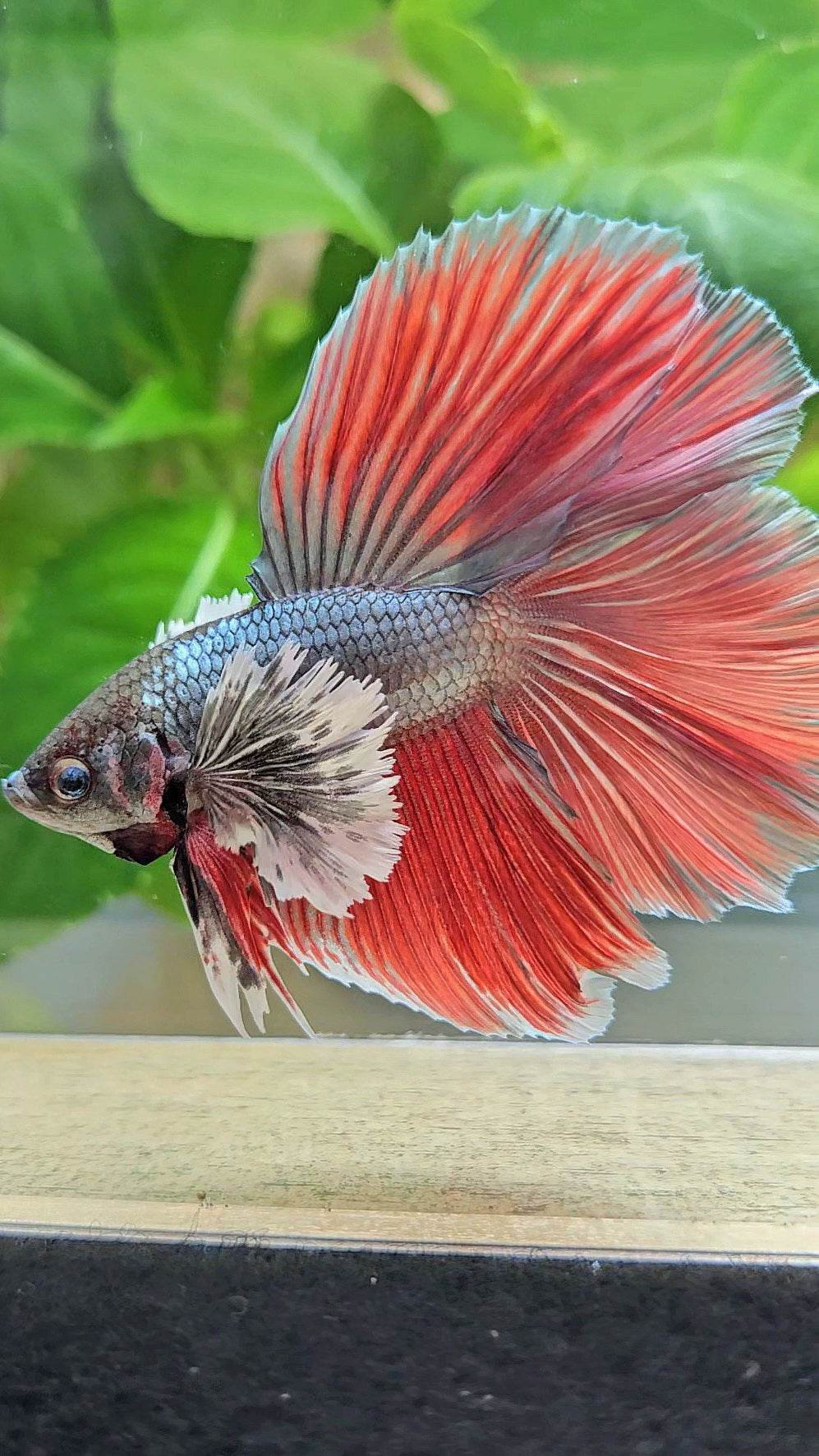 HALFMOON DOUBLE TAIL DUMBO EAR COPPER RED BETTA FISH