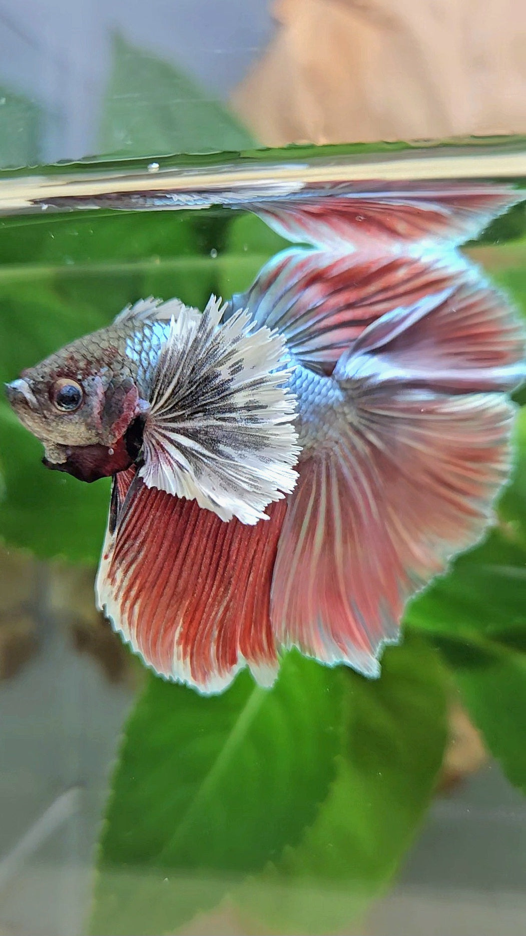 HALFMOON DOUBLE TAIL DUMBO EAR COPPER RED BETTA FISH