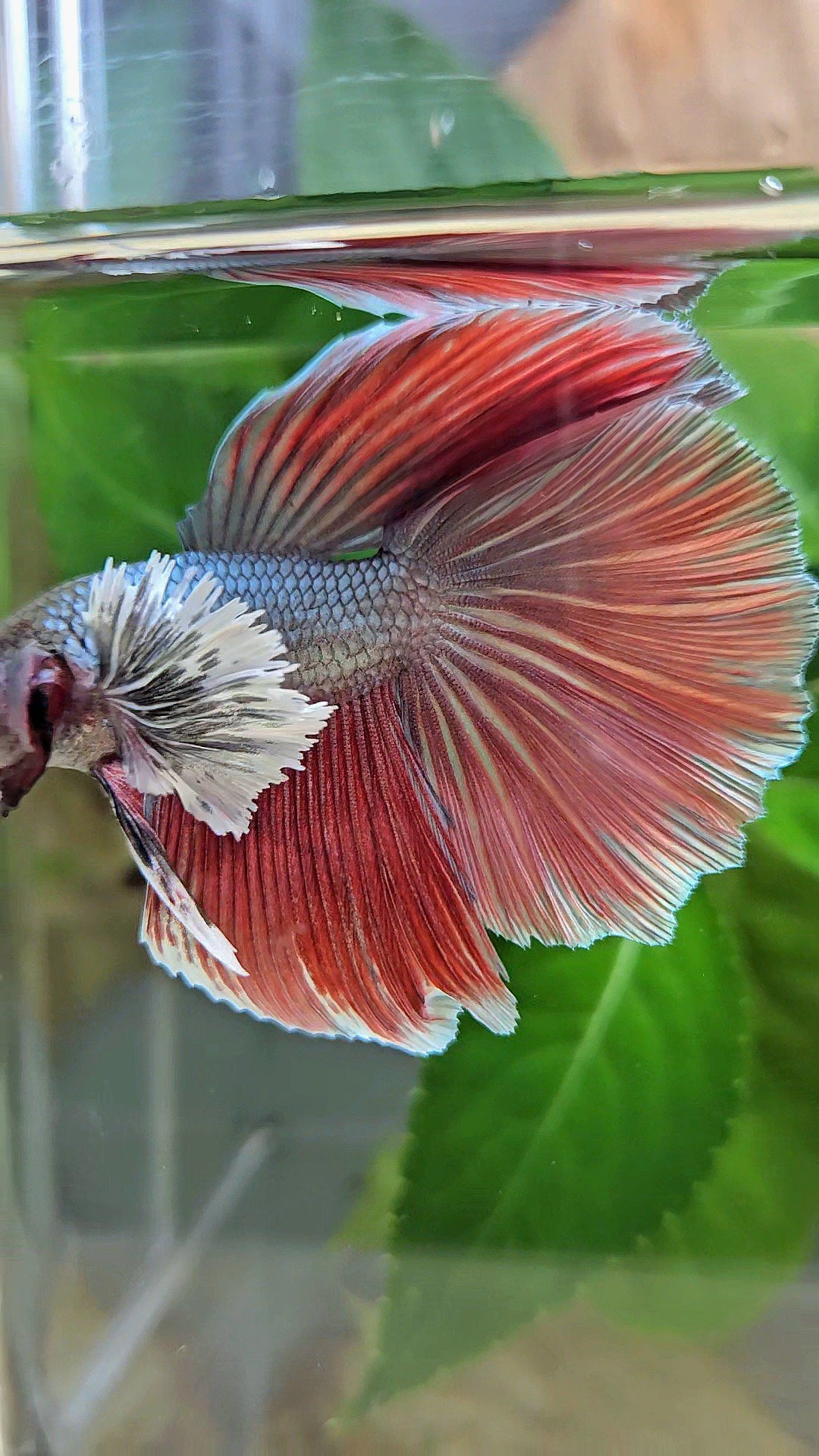 HALFMOON DOUBLE TAIL DUMBO EAR COPPER RED BETTA FISH