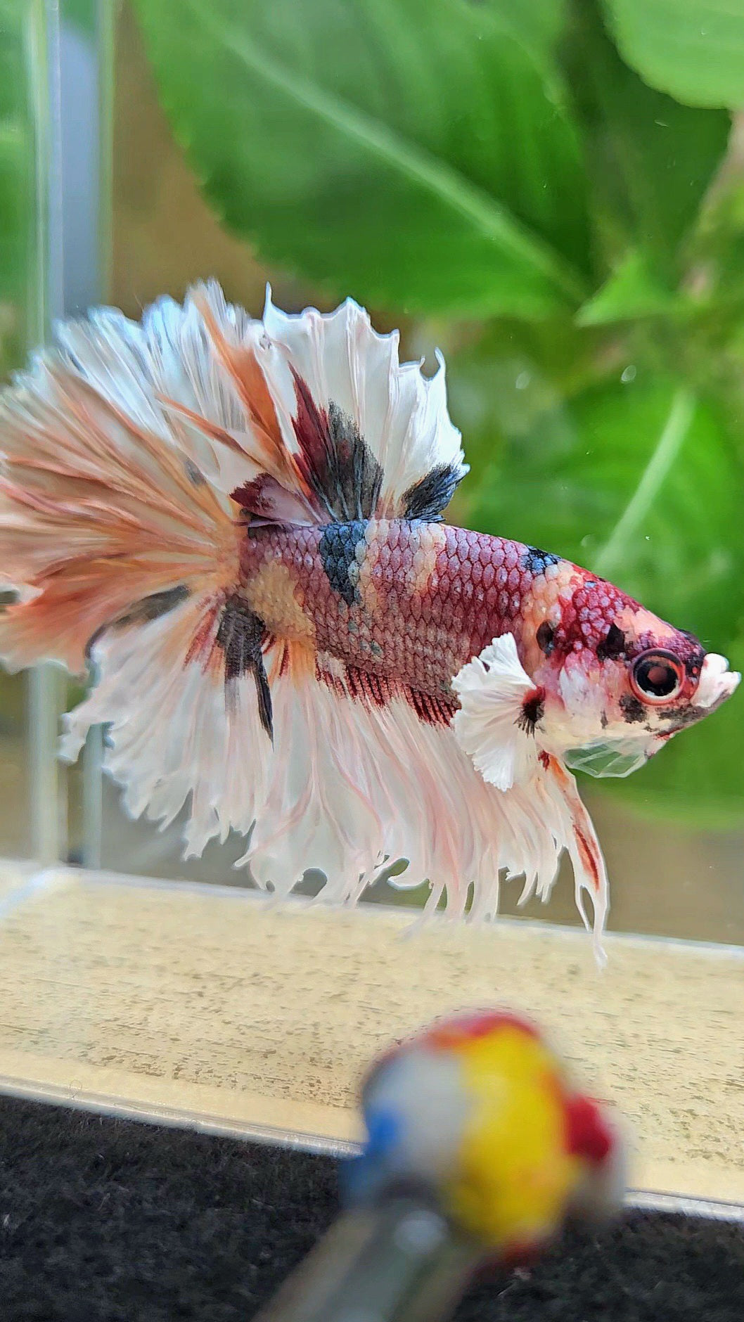 HALFMOON CROWNTAIL BIG EAR COPPER FANCY MULTICOLOR BETTA FISH