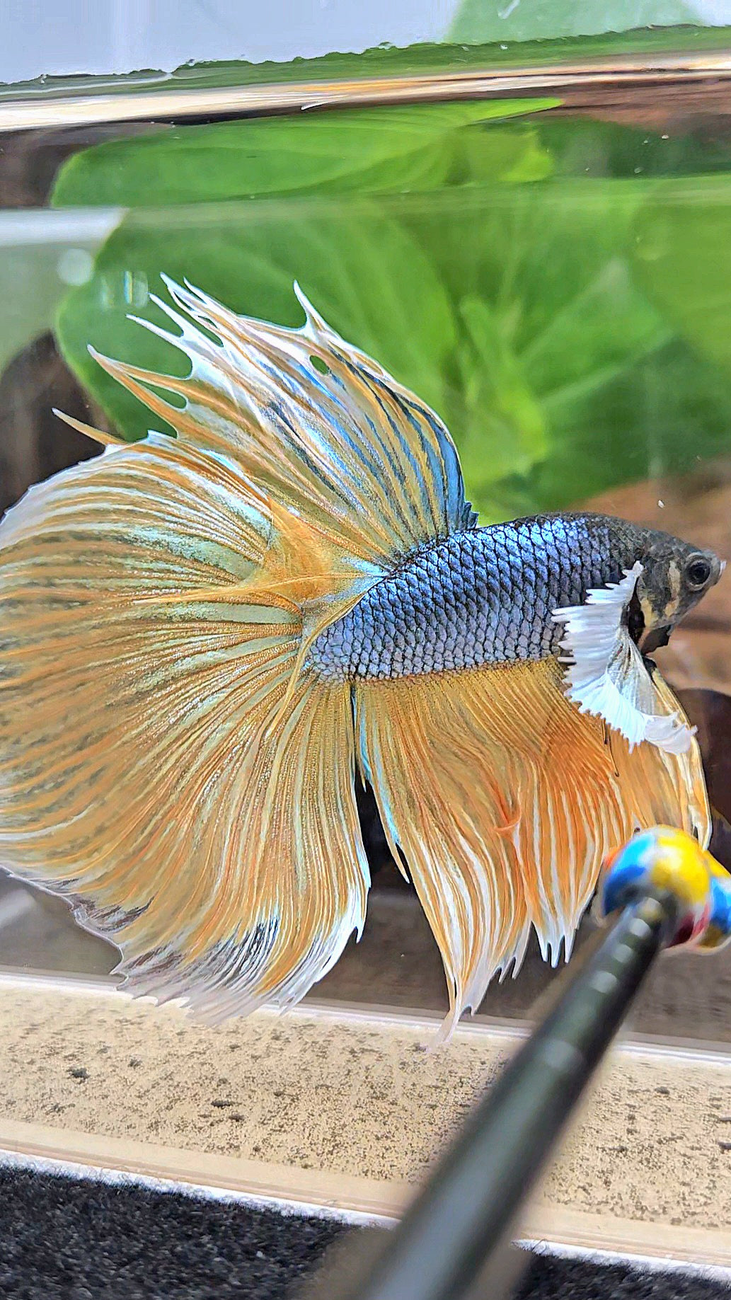 XL HALFMOON OVERTAIL SUPER DUMBO EAR BLUE YELLOW MUSTARD GAS BETTA FISH