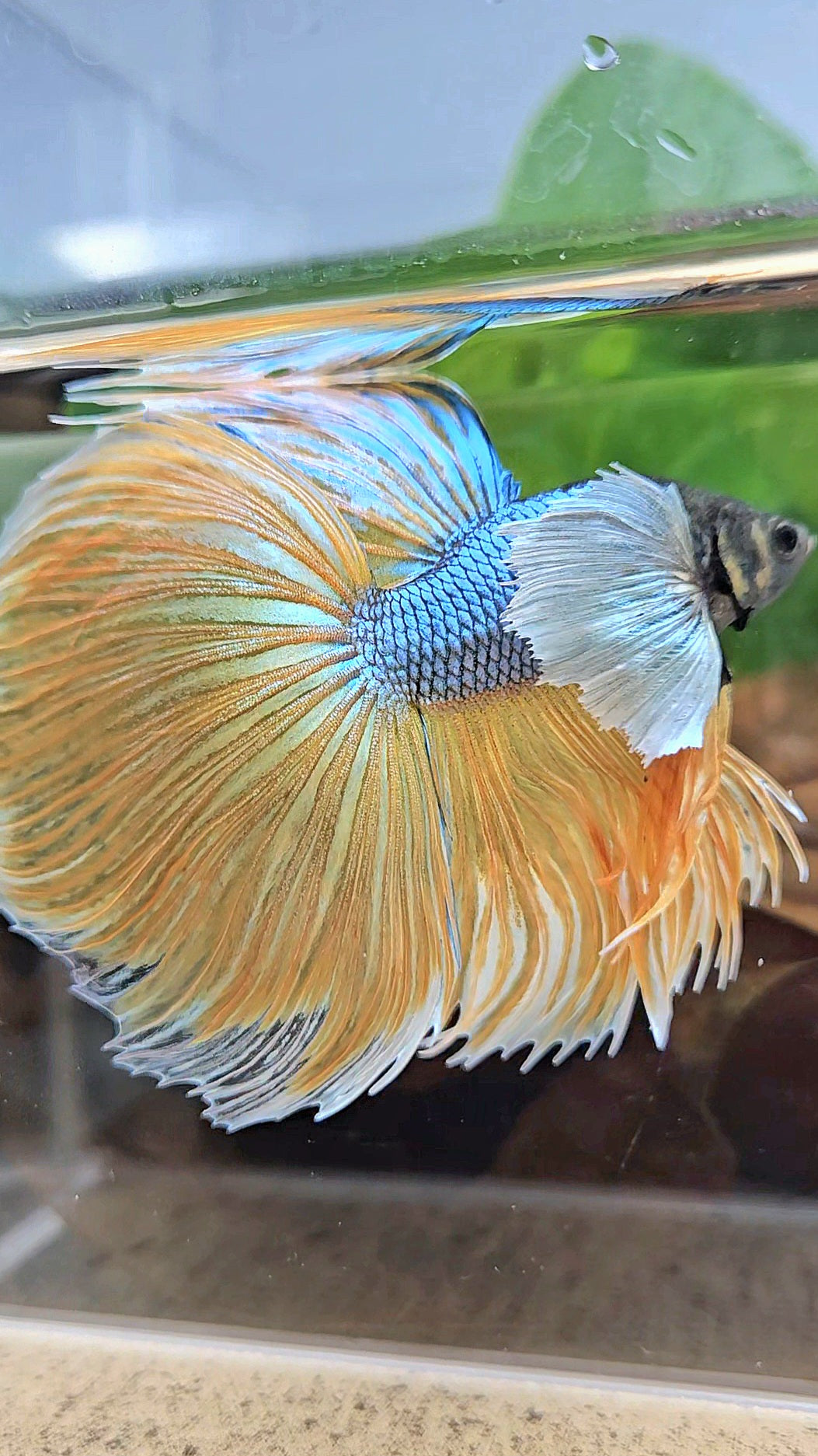XL HALFMOON OVERTAIL SUPER DUMBO EAR BLUE YELLOW MUSTARD GAS BETTA FISH
