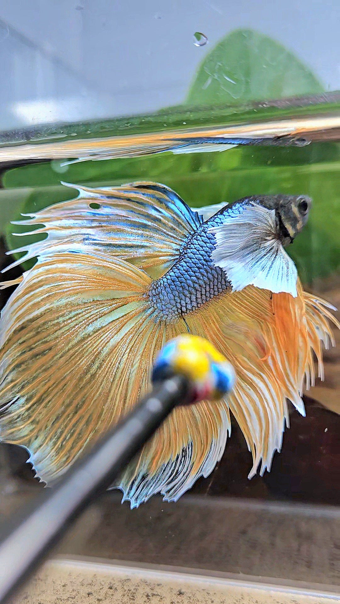 XL HALFMOON OVERTAIL SUPER DUMBO EAR BLUE YELLOW MUSTARD GAS BETTA FISH
