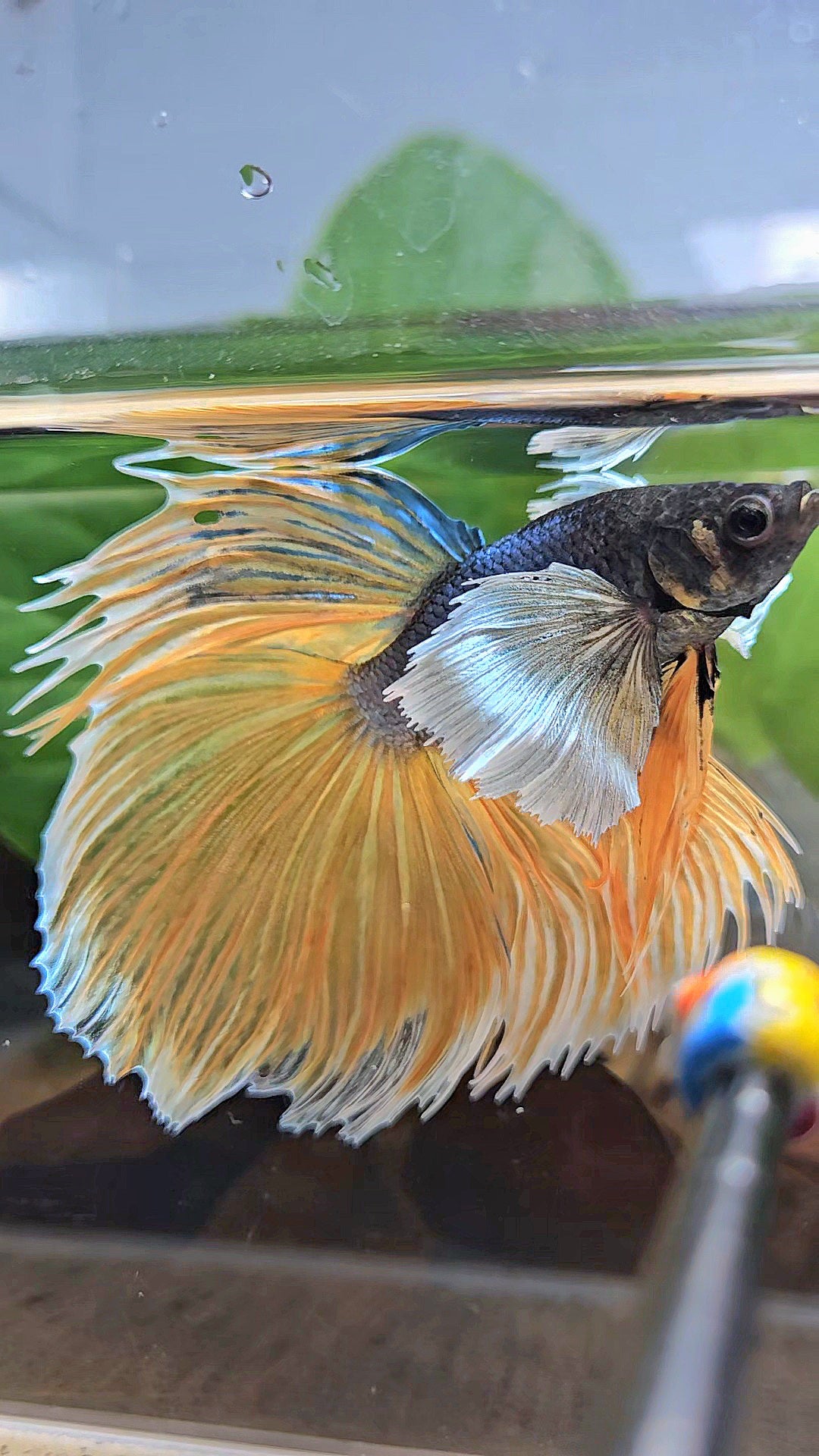 XL HALFMOON OVERTAIL SUPER DUMBO EAR BLUE YELLOW MUSTARD GAS BETTA FISH
