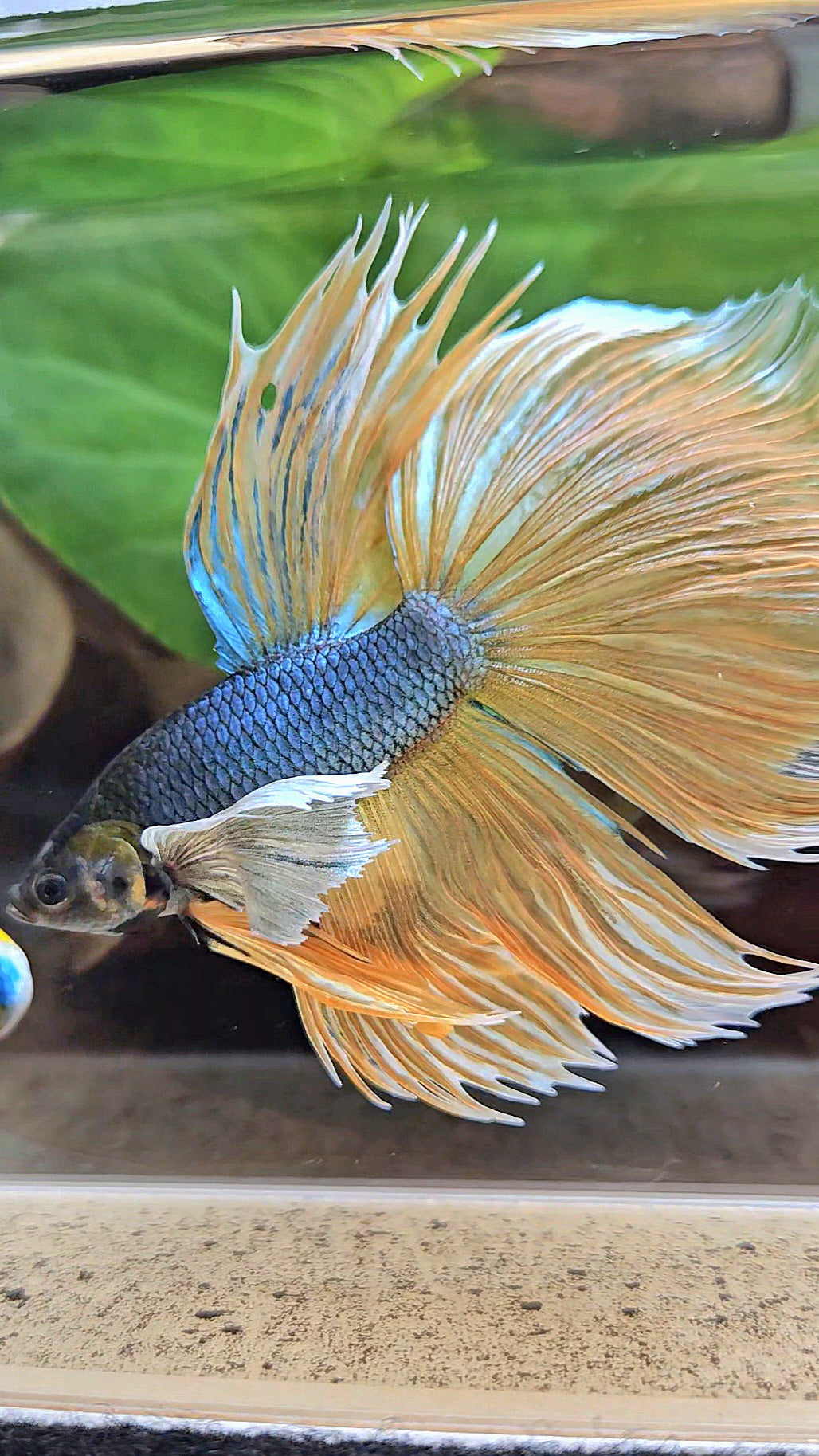 XL HALFMOON OVERTAIL SUPER DUMBO EAR BLUE YELLOW MUSTARD GAS BETTA FISH