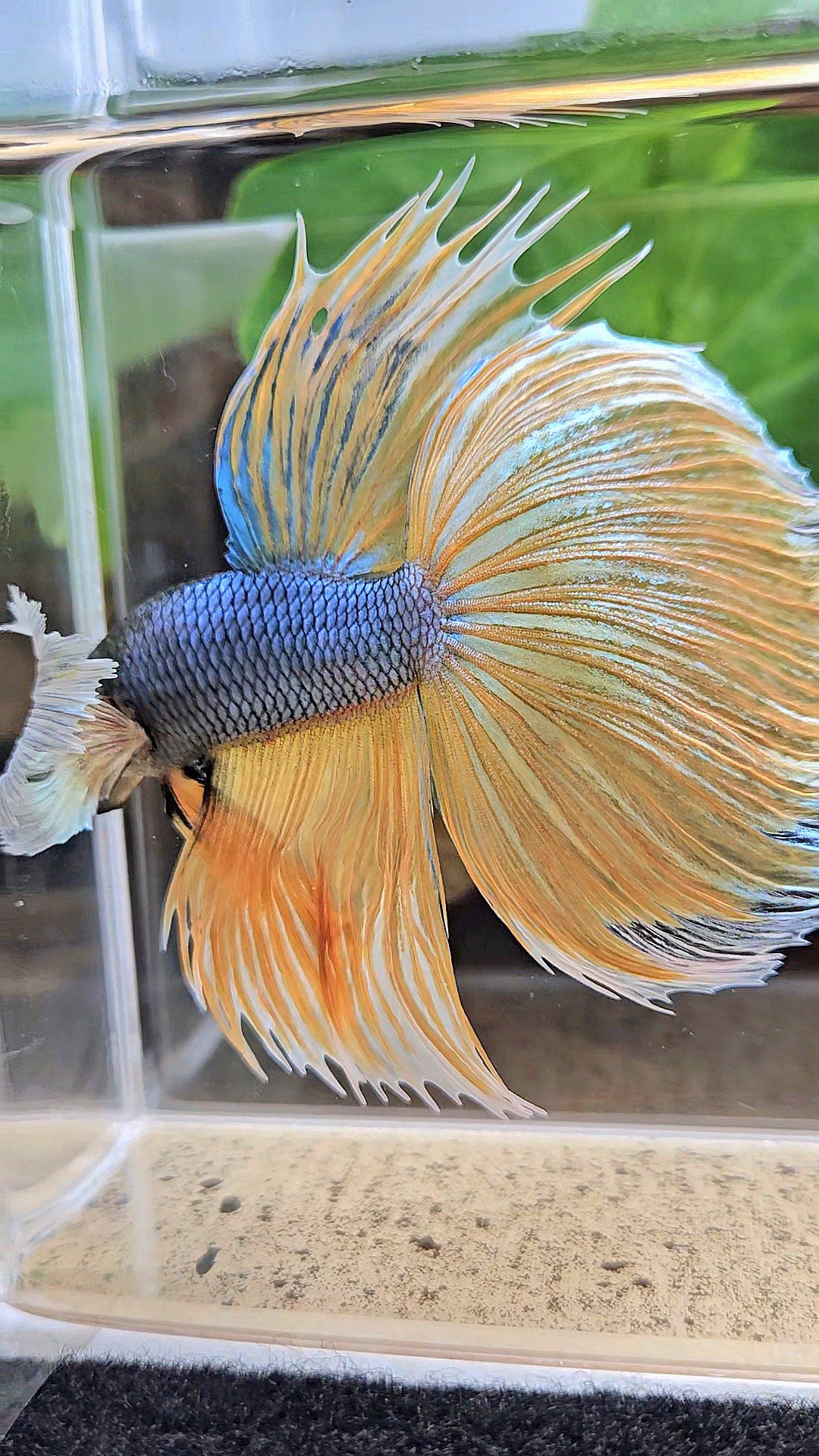XL HALFMOON OVERTAIL SUPER DUMBO EAR BLUE YELLOW MUSTARD GAS BETTA FISH
