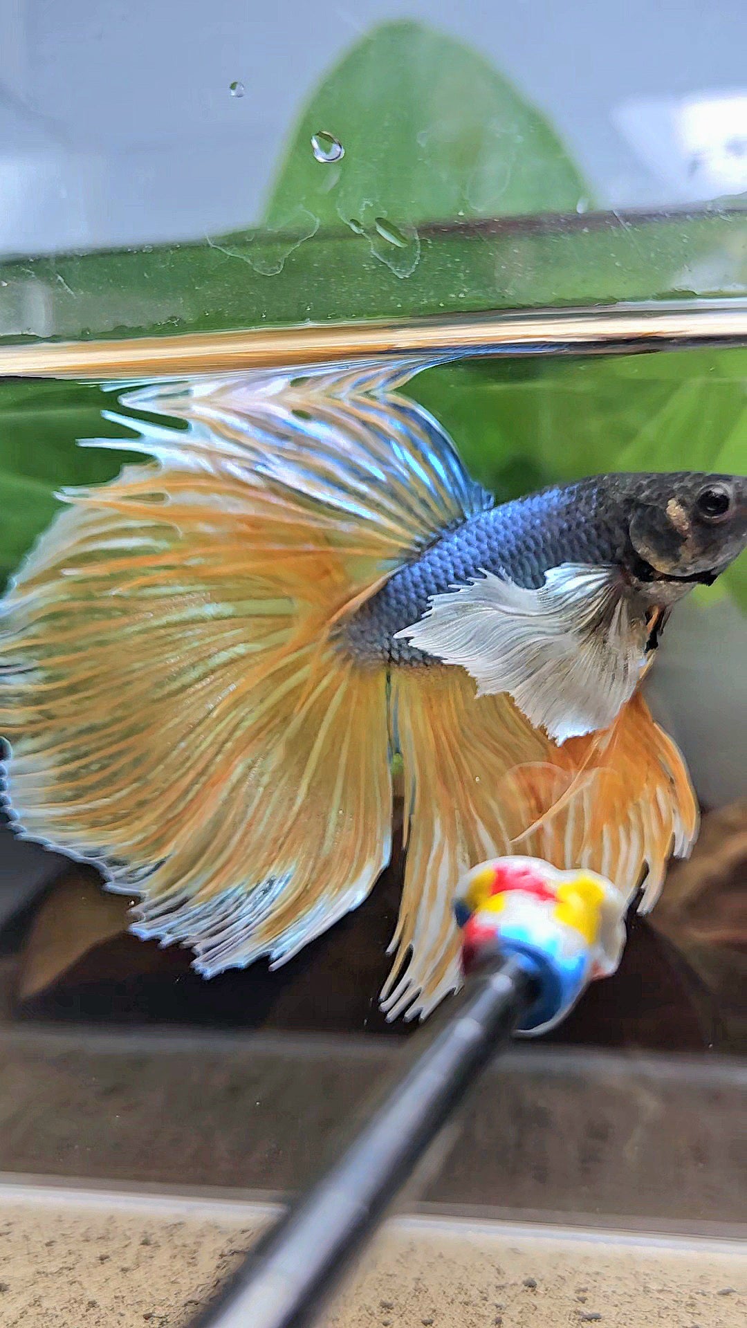XL HALFMOON OVERTAIL SUPER DUMBO EAR BLUE YELLOW MUSTARD GAS BETTA FISH