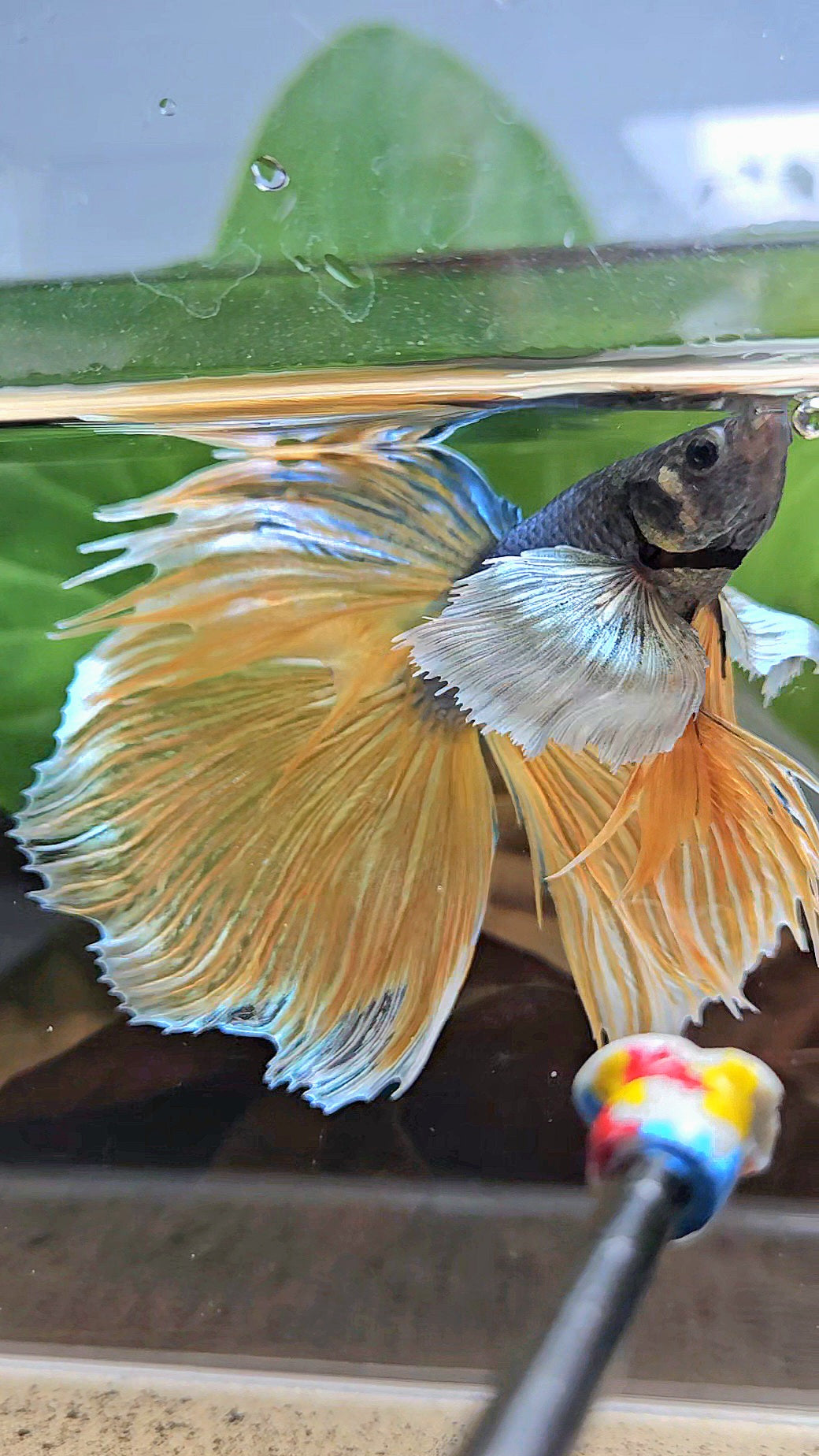XL HALFMOON OVERTAIL SUPER DUMBO EAR BLUE YELLOW MUSTARD GAS BETTA FISH