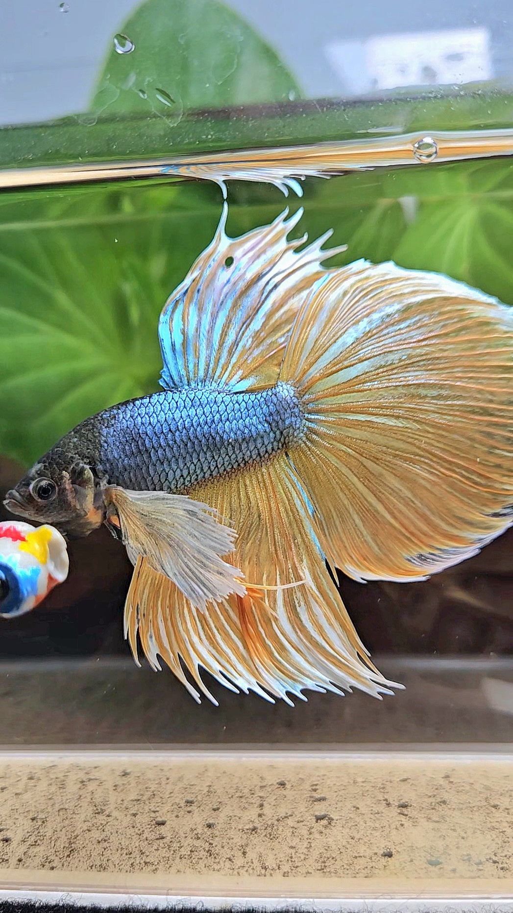 XL HALFMOON OVERTAIL SUPER DUMBO EAR BLUE YELLOW MUSTARD GAS BETTA FISH