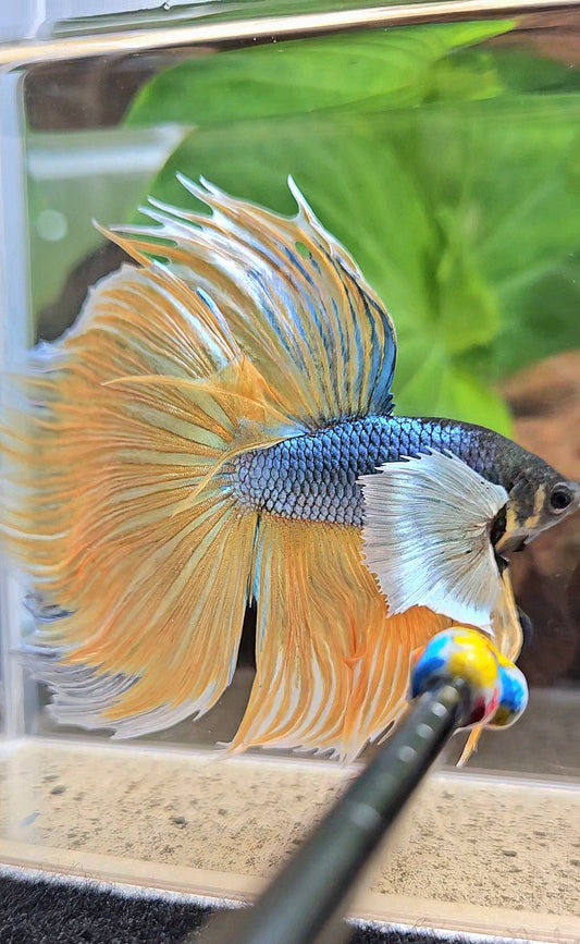 XL HALFMOON OVERTAIL SUPER DUMBO EAR BLUE YELLOW MUSTARD GAS BETTA FISH