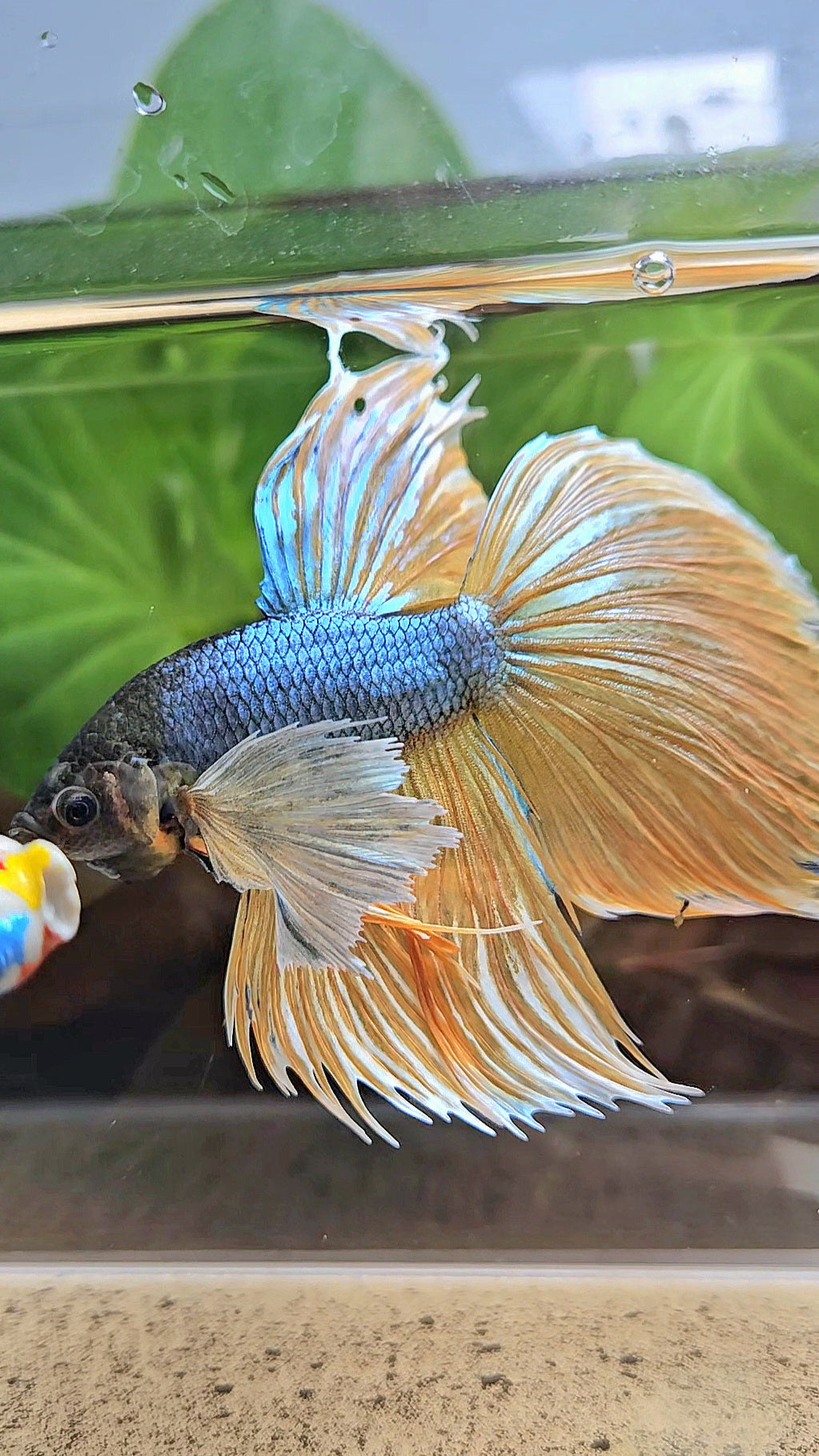 XL HALFMOON OVERTAIL SUPER DUMBO EAR BLUE YELLOW MUSTARD GAS BETTA FISH