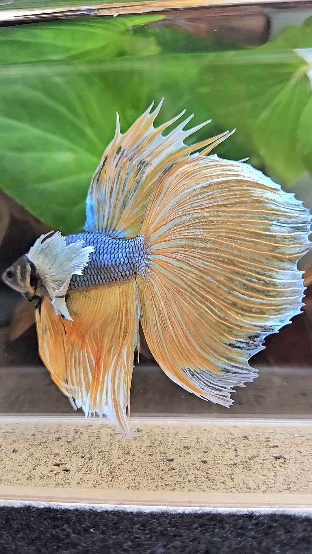 XL HALFMOON OVERTAIL SUPER DUMBO EAR BLUE YELLOW MUSTARD GAS BETTA FISH